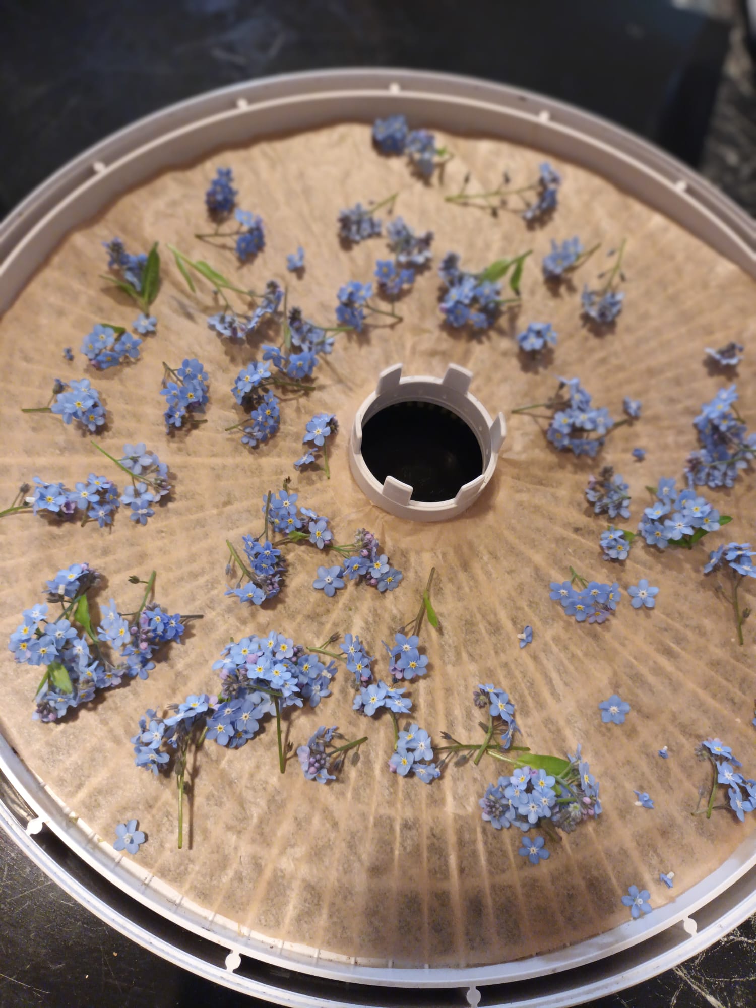 Niedliches blaues Kraut Niedliches blaues Kraut
